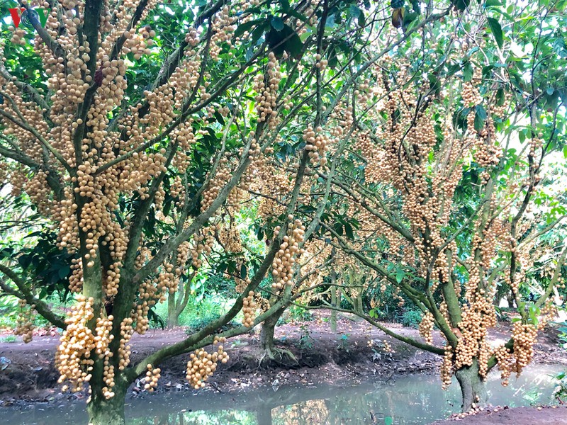 ve mien tay giua mua dau chin hinh 4