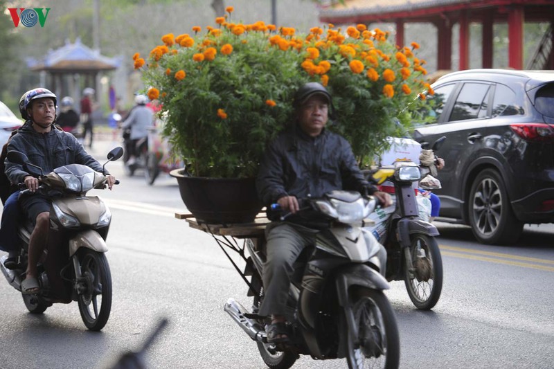 sac mau cho hoa xuan o hue hinh 14