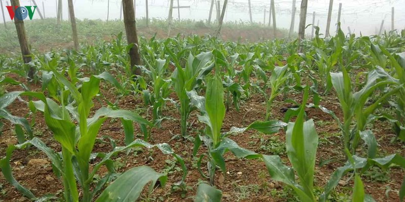 son la: nhieu noi don mua "vang", giup giai nhiet cho cay trong hinh 1