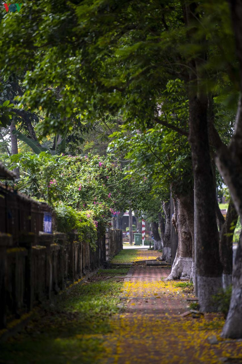 lang thang mua diep vang xu hue hinh 8
