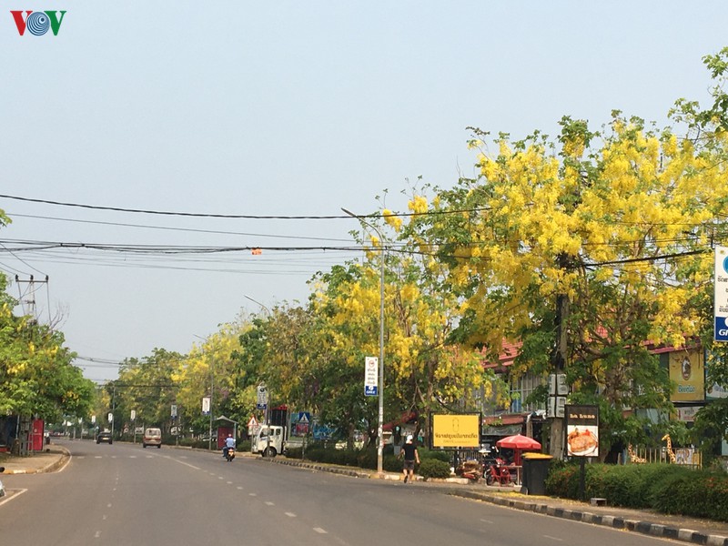vang ruc mua dok khun o dat nuoc trieu voi hinh 10