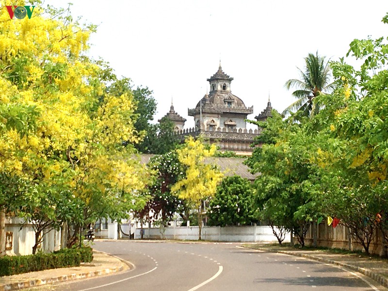 vang ruc mua dok khun o dat nuoc trieu voi hinh 2