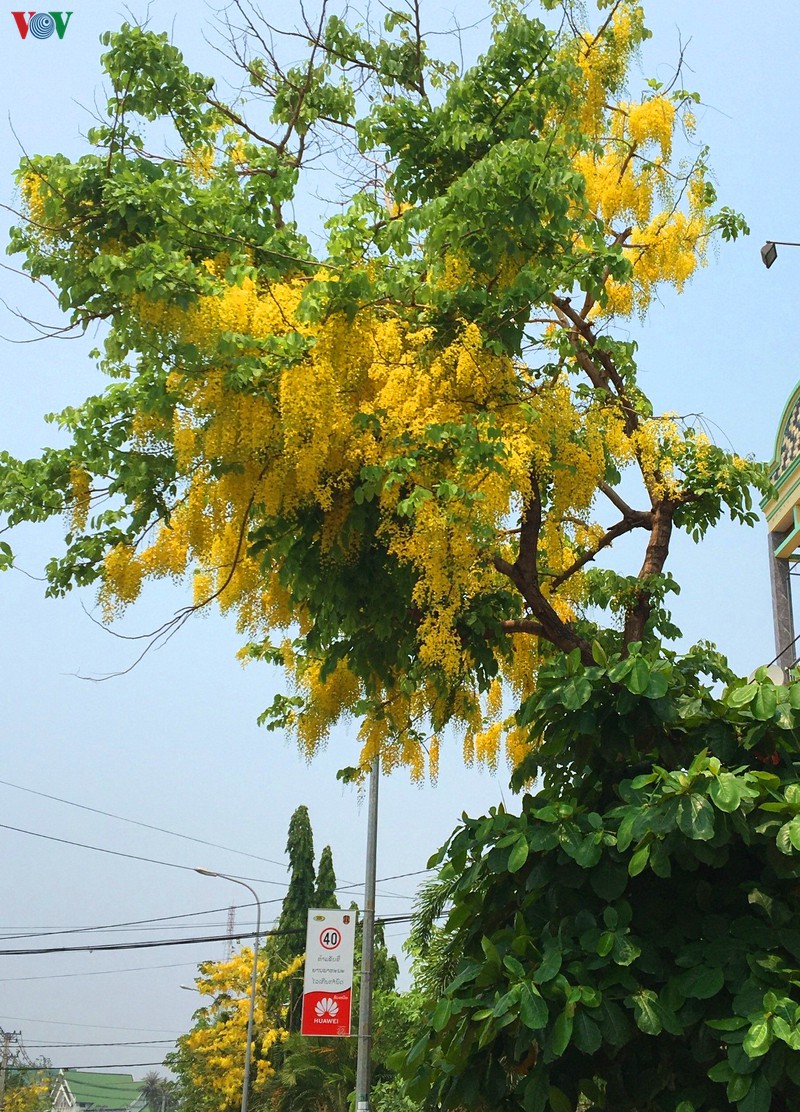 vang ruc mua dok khun o dat nuoc trieu voi hinh 4