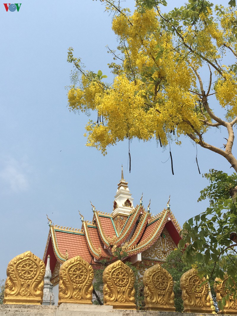 vang ruc mua dok khun o dat nuoc trieu voi hinh 6