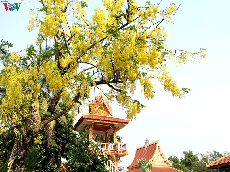 vang ruc mua dok khun o dat nuoc trieu voi hinh 9