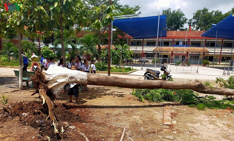 them 1 vu cay do trong san truong khien hoc sinh, phu huynh hoang so hinh 1