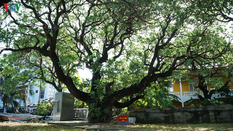 trao bang cong nhan 4 cay di san o quan dao truong sa hinh 1