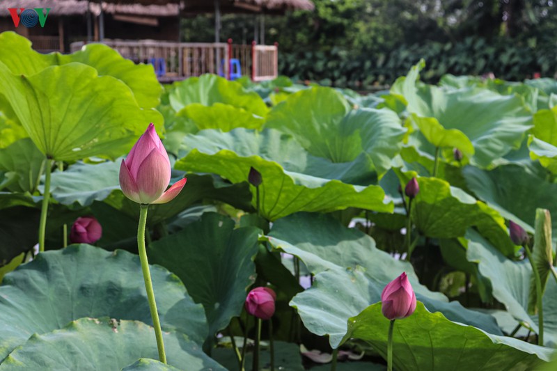 lac vao "khu vuon co tich" ruc ro sac hong tuong vi o ha noi hinh 12