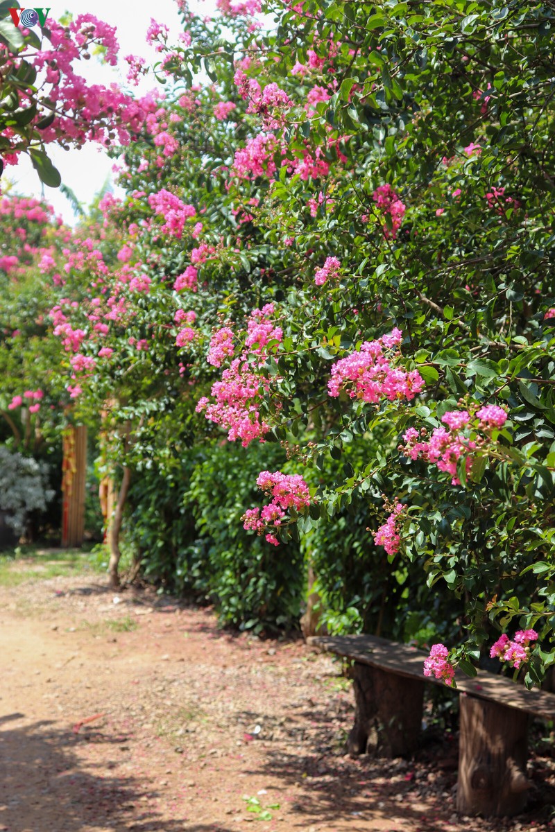 lac vao "khu vuon co tich" ruc ro sac hong tuong vi o ha noi hinh 3