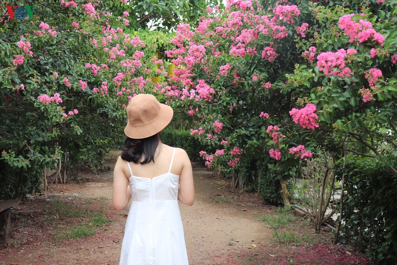lac vao "khu vuon co tich" ruc ro sac hong tuong vi o ha noi hinh 8