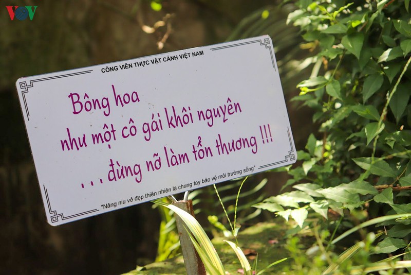 lac vao "khu vuon co tich" ruc ro sac hong tuong vi o ha noi hinh 9
