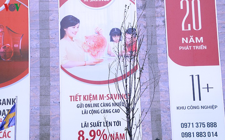 hang cay phong o ha noi tro canh, kho heo ngay dau mua dong hinh 19