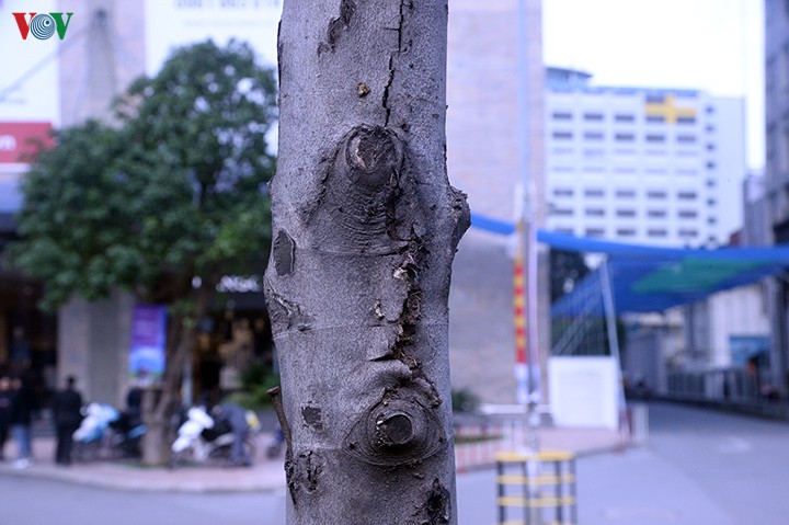 hang cay phong o ha noi tro canh, kho heo ngay dau mua dong hinh 13