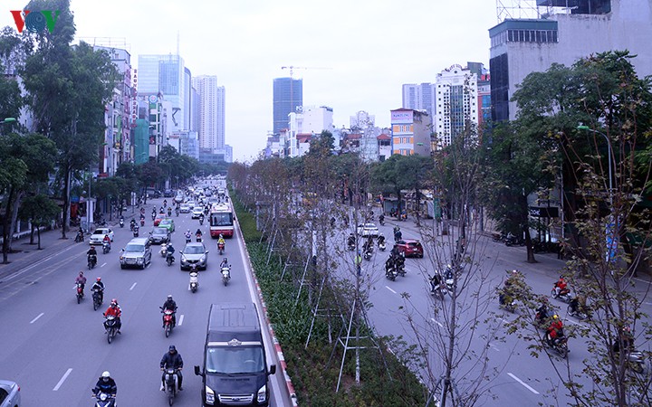 hang cay phong o ha noi tro canh, kho heo ngay dau mua dong hinh 2
