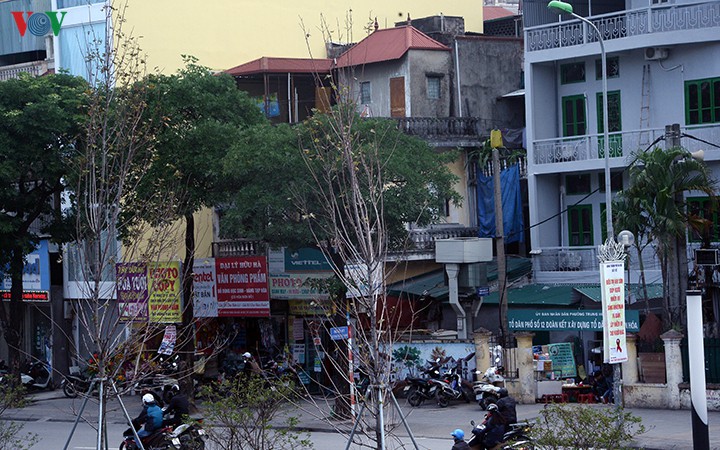 hang cay phong o ha noi tro canh, kho heo ngay dau mua dong hinh 15