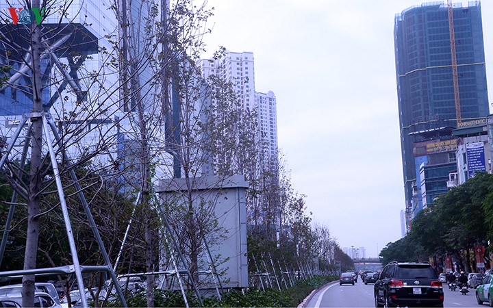 hang cay phong o ha noi tro canh, kho heo ngay dau mua dong hinh 8