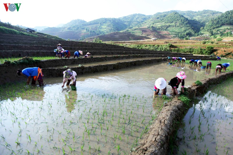 anh: mua nuoc do lai chau lam sieu long du khach hinh 3
