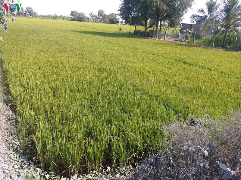​dbscl vua phong chong vua thich nghi voi han man hinh 1