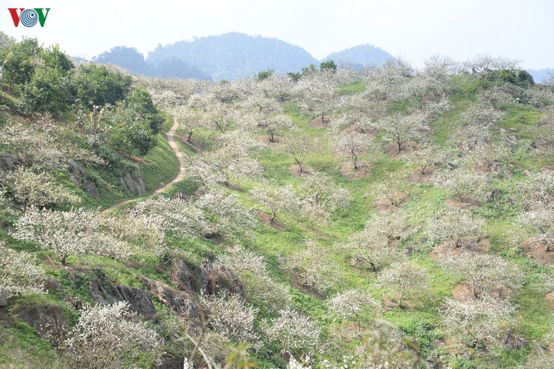 doanh thu du lich sut giam, nhieu noi dung don khach de chong covid-19 hinh 1
