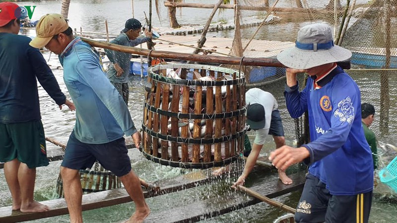nuoc man tang cao o ben tre khien ca tra chet hang loat hinh 1