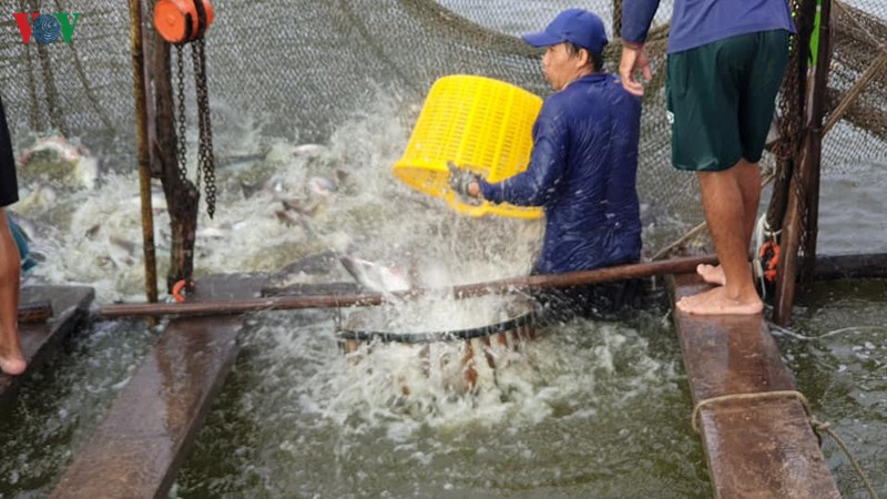 nuoc man tang cao o ben tre khien ca tra chet hang loat hinh 2