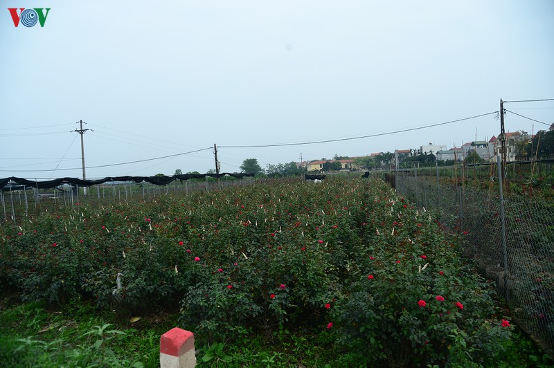 nguoi dan ha loi ua nuoc mat nhin tien bac, cong suc tan theo canh hoa hinh 6