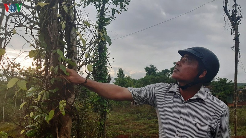 cay tieu o binh phuoc chet hang loat, loi do ong troi hay con nguoi? hinh 1