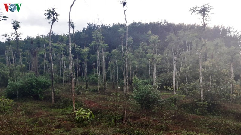 cay tieu o binh phuoc chet hang loat, loi do ong troi hay con nguoi? hinh 3