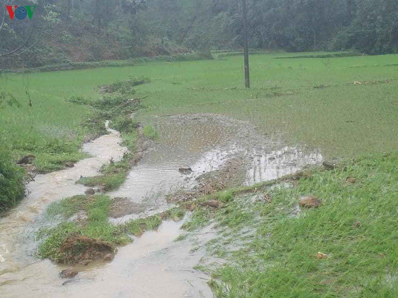 hang tram ha hoa mau o yen bai bi ngap ung hinh 1