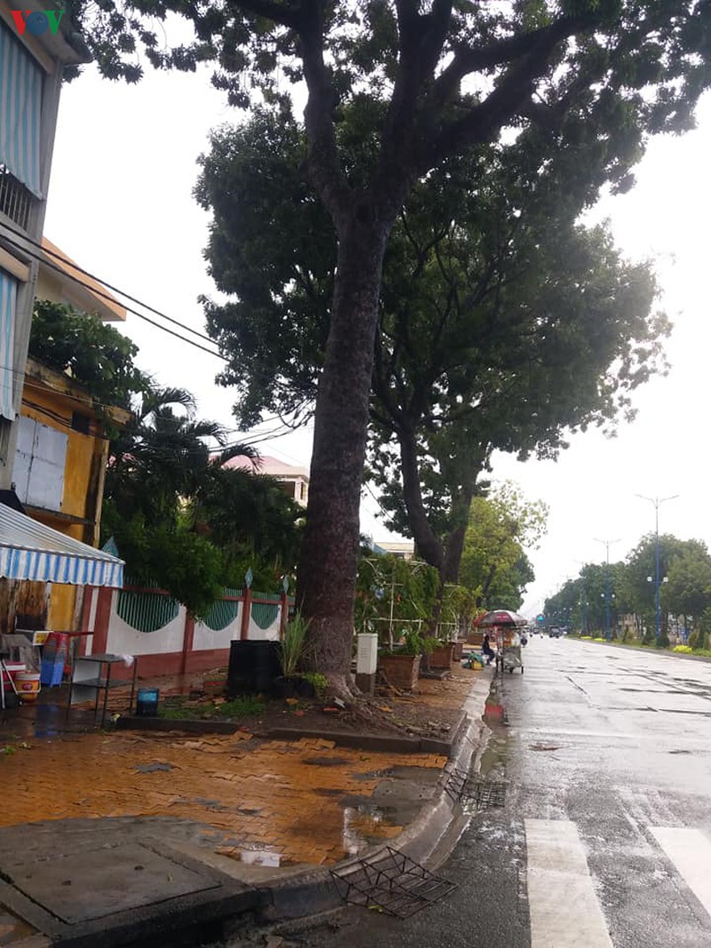 mua to lam cay me co thu do nga de o to o tien giang  hinh 4