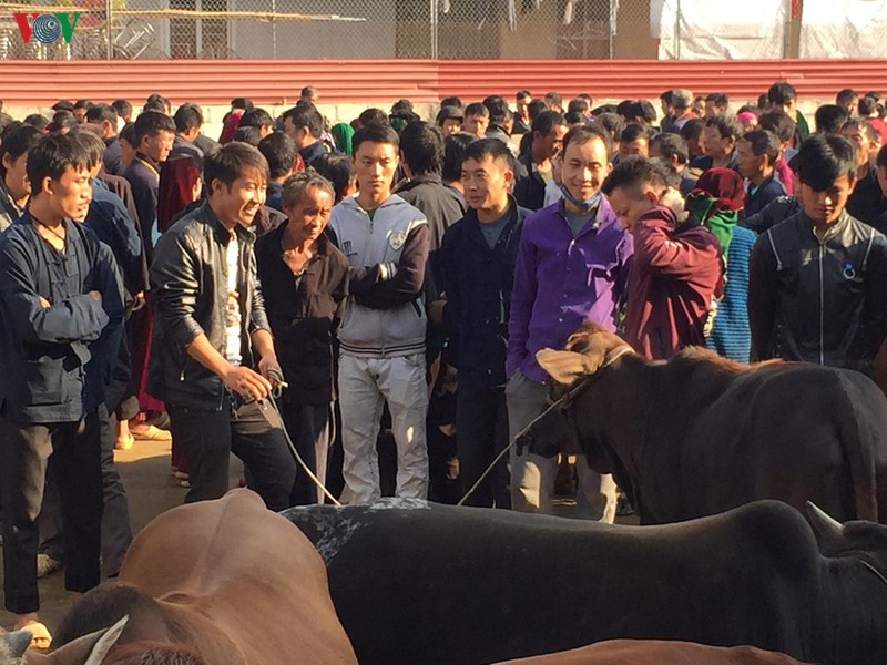 cho phien meo vac, den de thay minh con "ngo" hinh 5