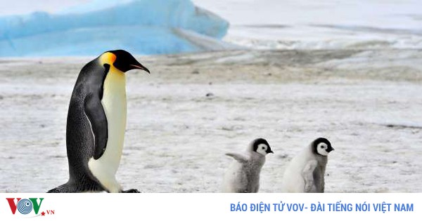 Loài chim nào không thể bay? Giải đáp chi tiết
