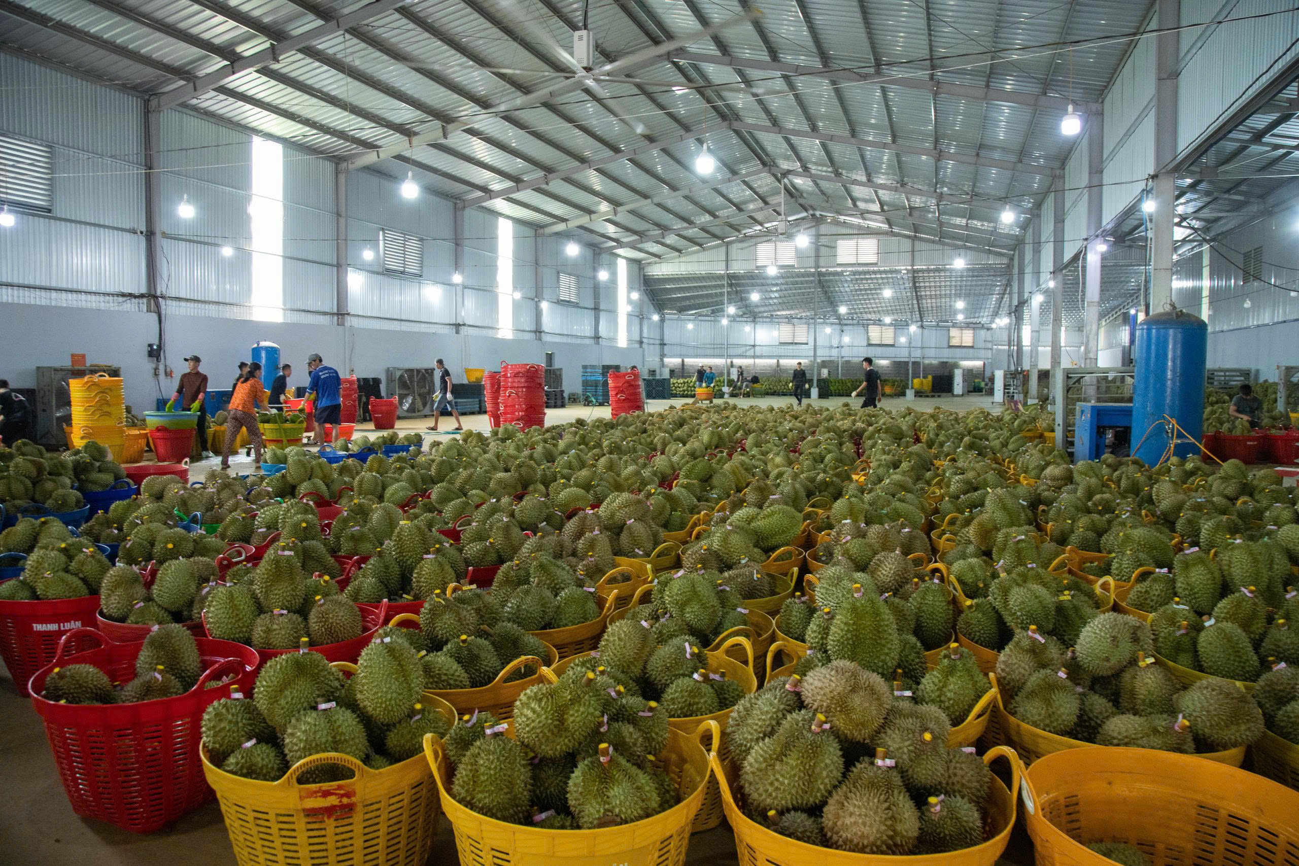 Đắk Lắk kỳ vọng Nghị quyết 36 mở đường cho xuất khẩu sầu riêng minh bạch, bền vững