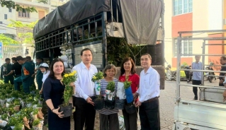 Bí thư Đảng uỷ Vũng Tàu bỏ tiền túi mua 2.000 cây hoa Huỳnh Anh để trồng ở các khu phố