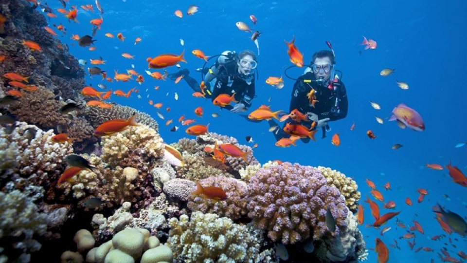 diving_in_phu_quoc_fascinates_curious_visitors_9.jpg