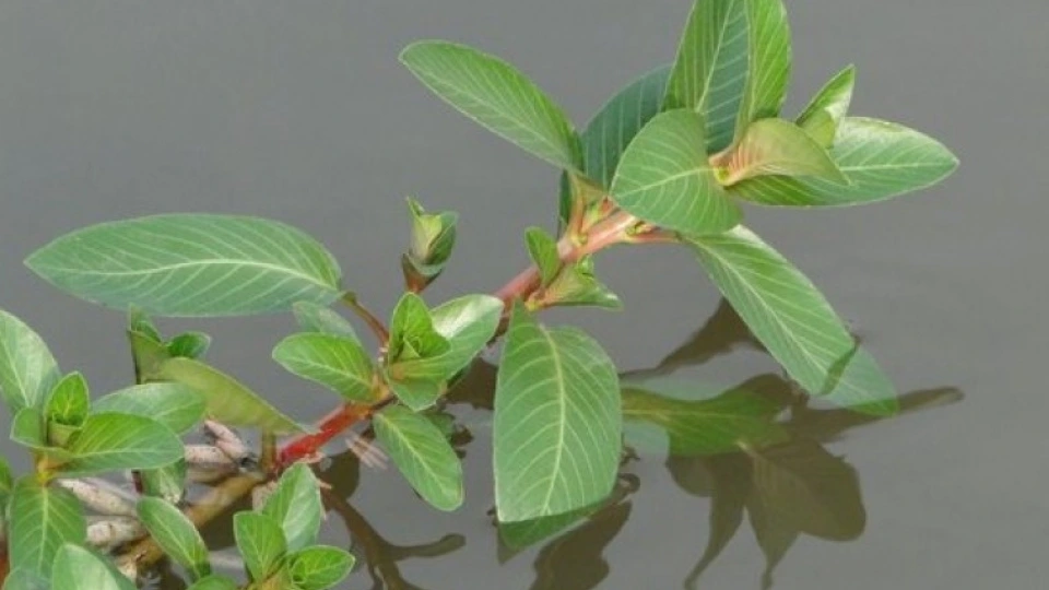 rau-dua-nuoc-tuong-khong-an-duoc-gio-thanh-dac-san-cuc-ky-bo-duong-muon-mua-nhieu-khi-phai-cho_1668413976-b.jpg