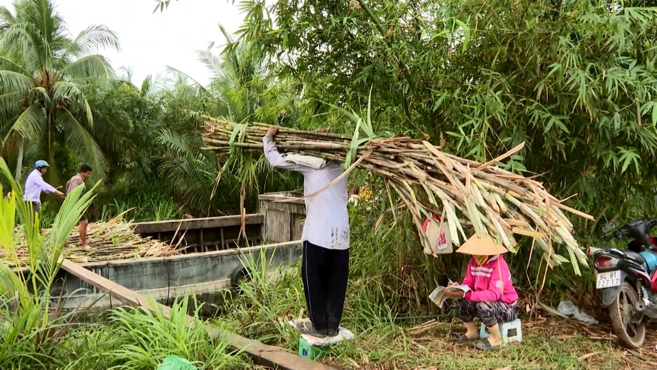 nong_dan_tra_vinh_buoc_vao_vu_thu_hoach_mia.jpg