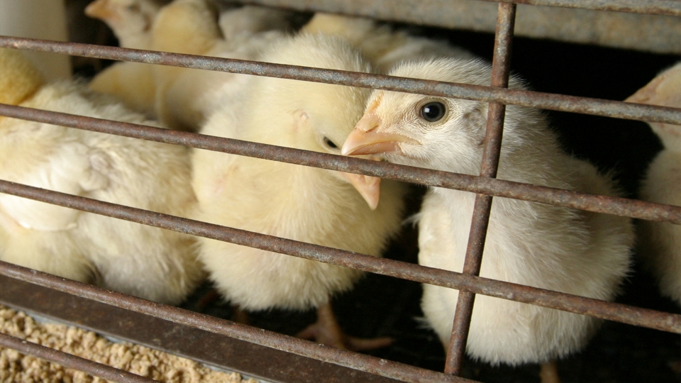 2025-01-21t230650z_2135264353_rc2oecah0mtr_rtrmadp_3_health-birdflu-usa.jpg