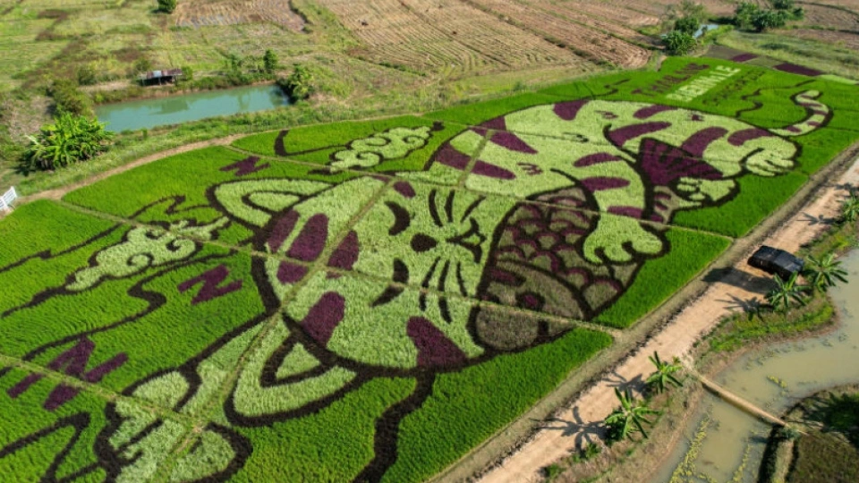 canh_dong_lua_duoc_trang_tri_voi_hinh_chu_meo_o_tinh_chiang_rai_anh_reuters.jpg