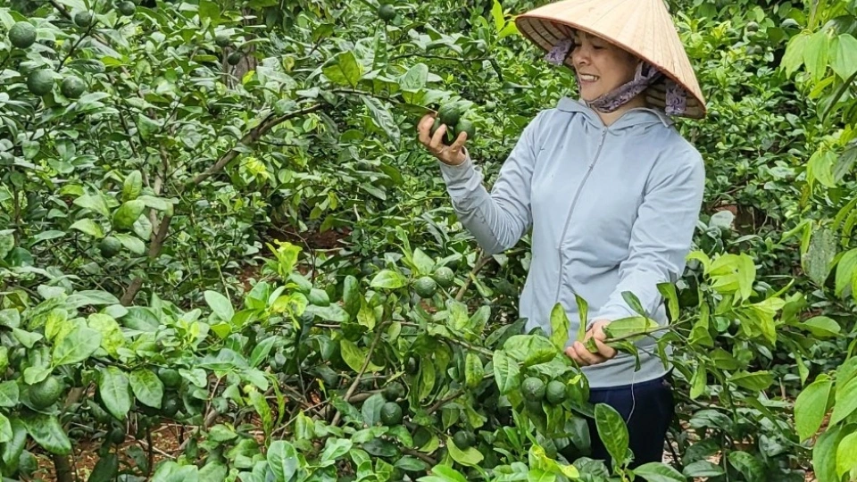 Tinh dung chinh sach 2.jpg