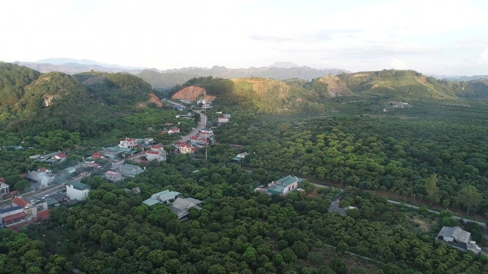 16-5_cay_an_qua_phu_xanh_dat_doc_son_la2.jpg