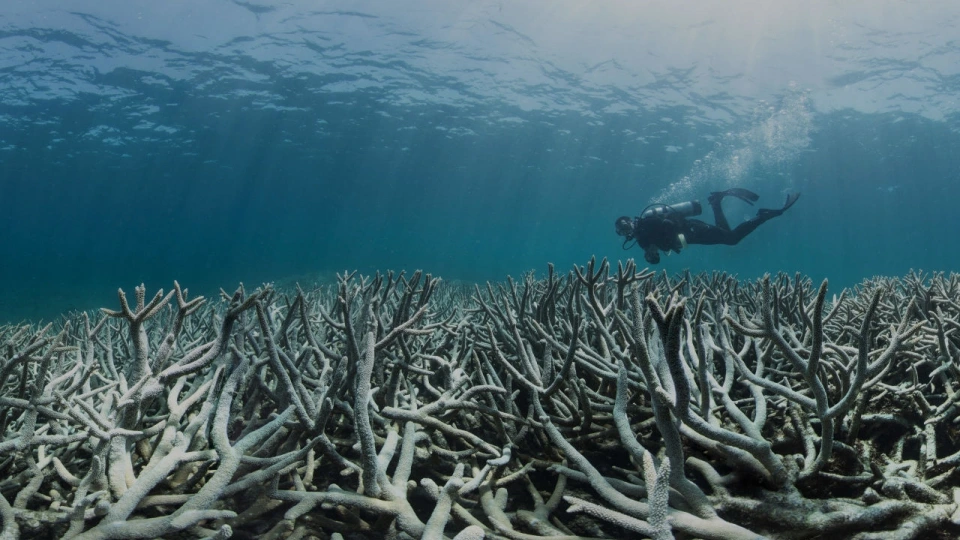 san_ho_bi_tay_trang_tai_ran_san_ho_great_barrier_bang_queensland_australia._nguon_bme.jpg