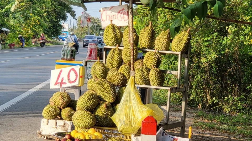 saurieng.jpg