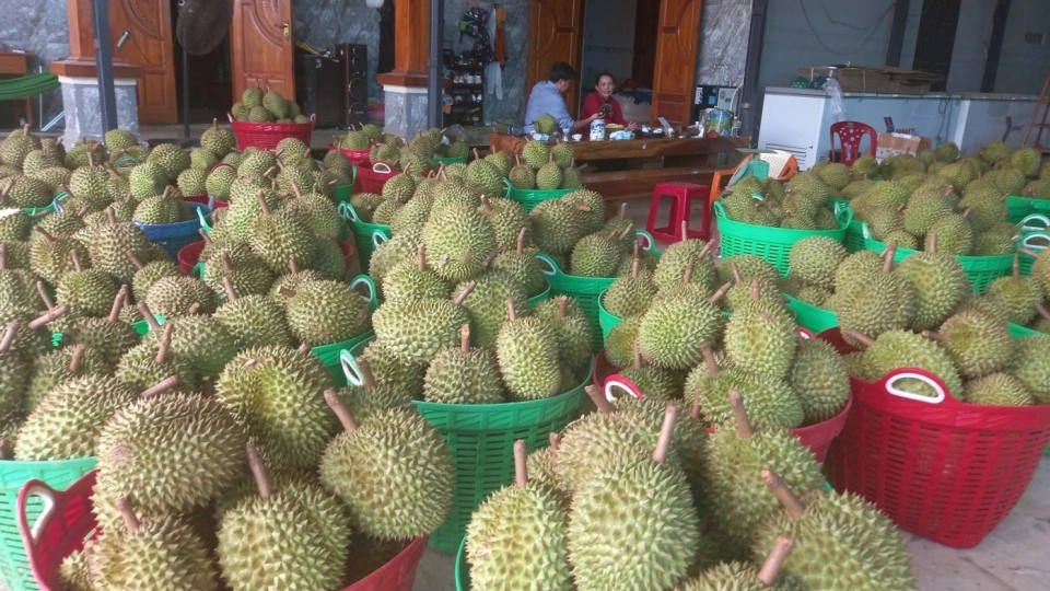 307 Khanh Hoa sau rieng 2.jpg