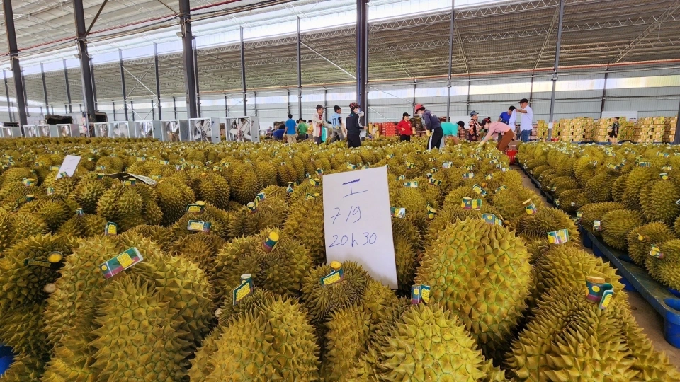nam_2025_san_luong_sau_rieng_dak_lak_du_kien_dat_khoang_400.000_tan.jpg