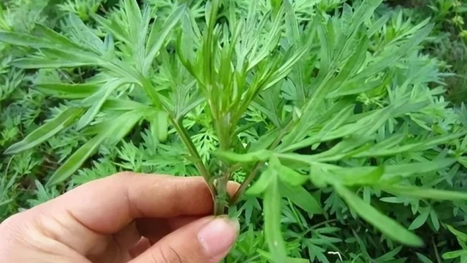 ngai-cuu.jpg