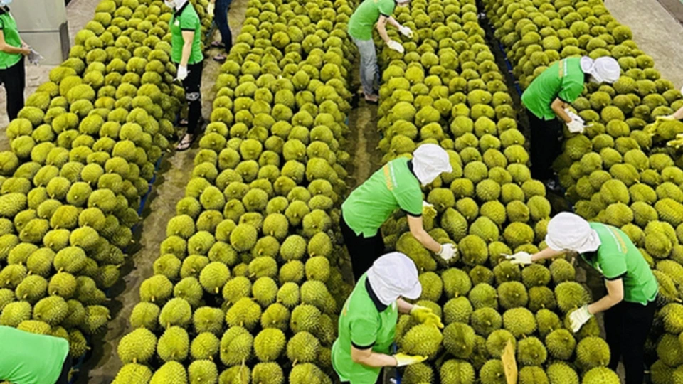rau-qua-sau-rieng-17403209992702021507228_0.png
