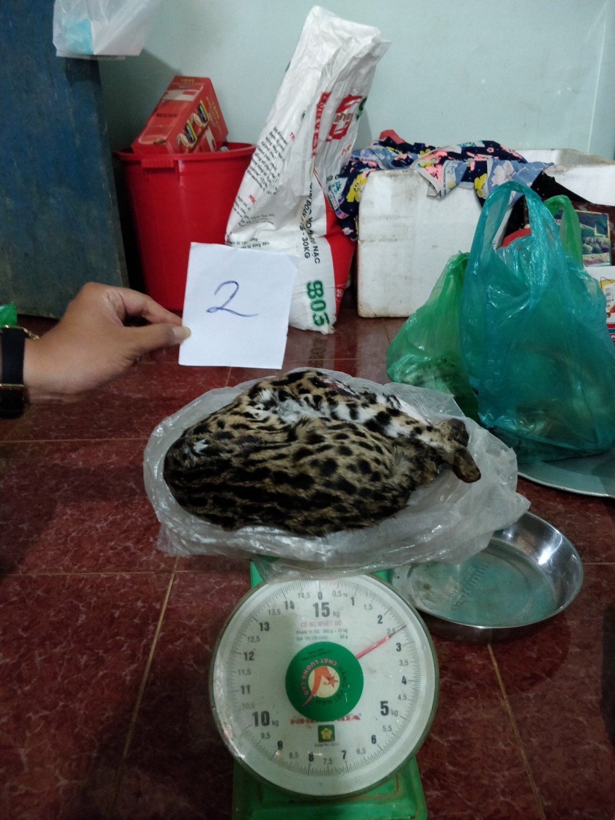 Cá thể mèo rừng đã chết