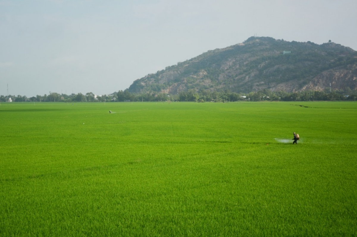 Cánh đồng lớn An Giang.