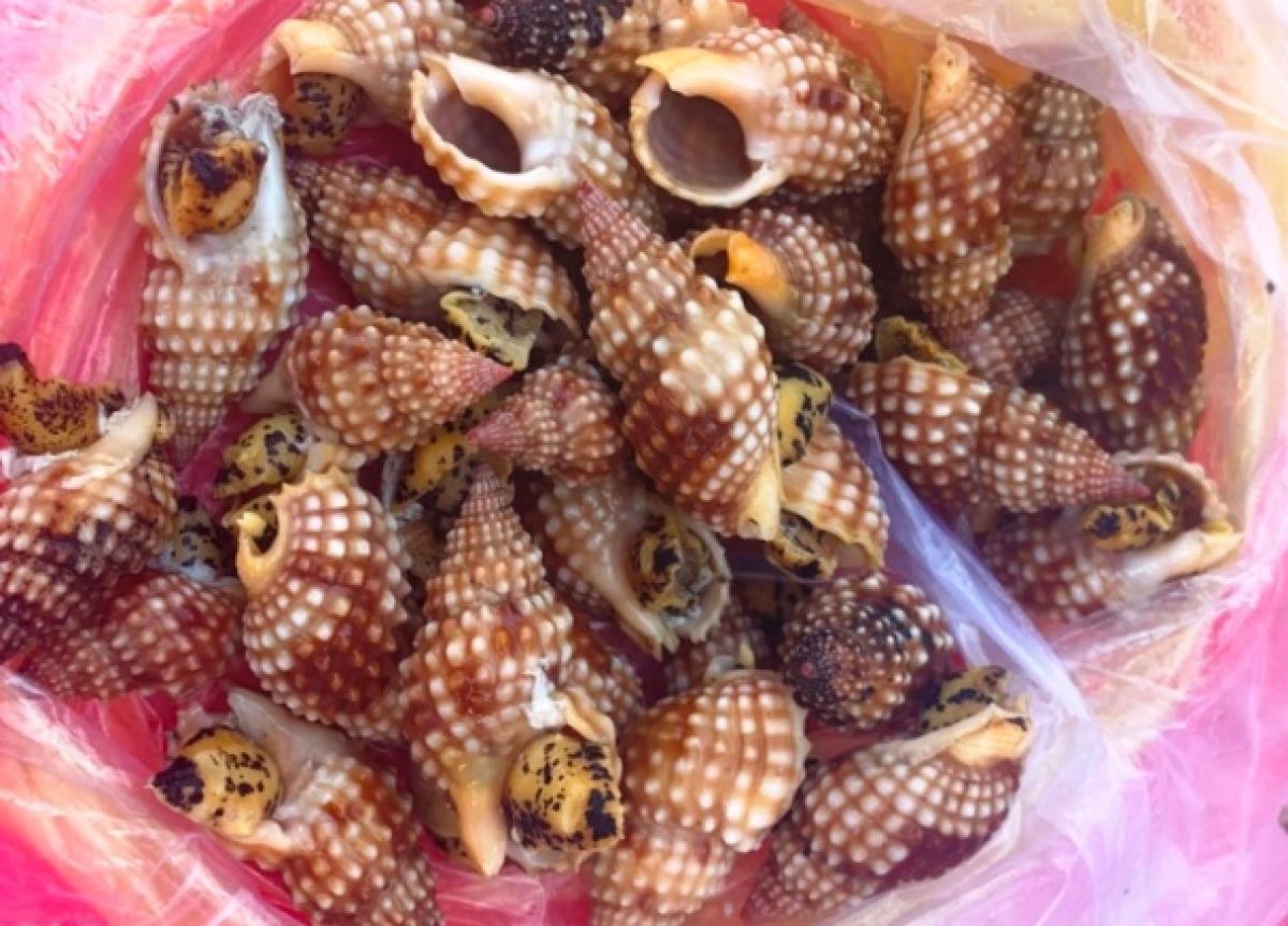 Loại ốc người dân đã ăn nghi là ốc bùn bóng, một loại ốc có độc ở vùng biển địa phương.